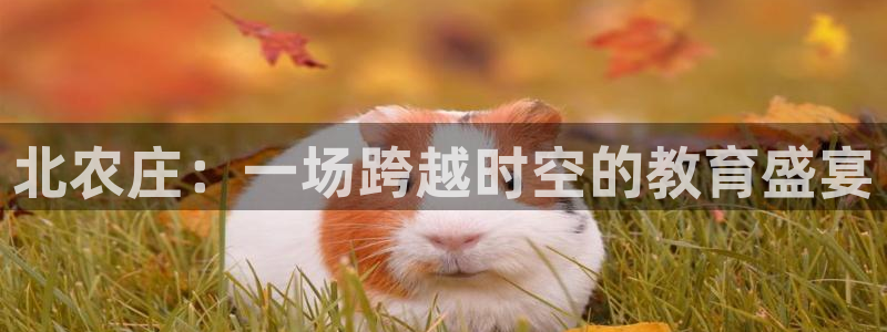 pg电子龙虎争霸