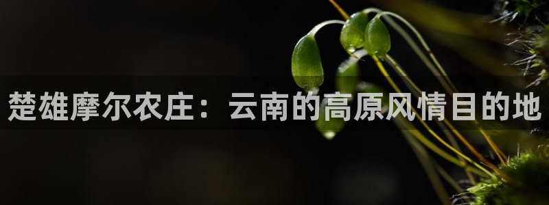 pg电子官方网站